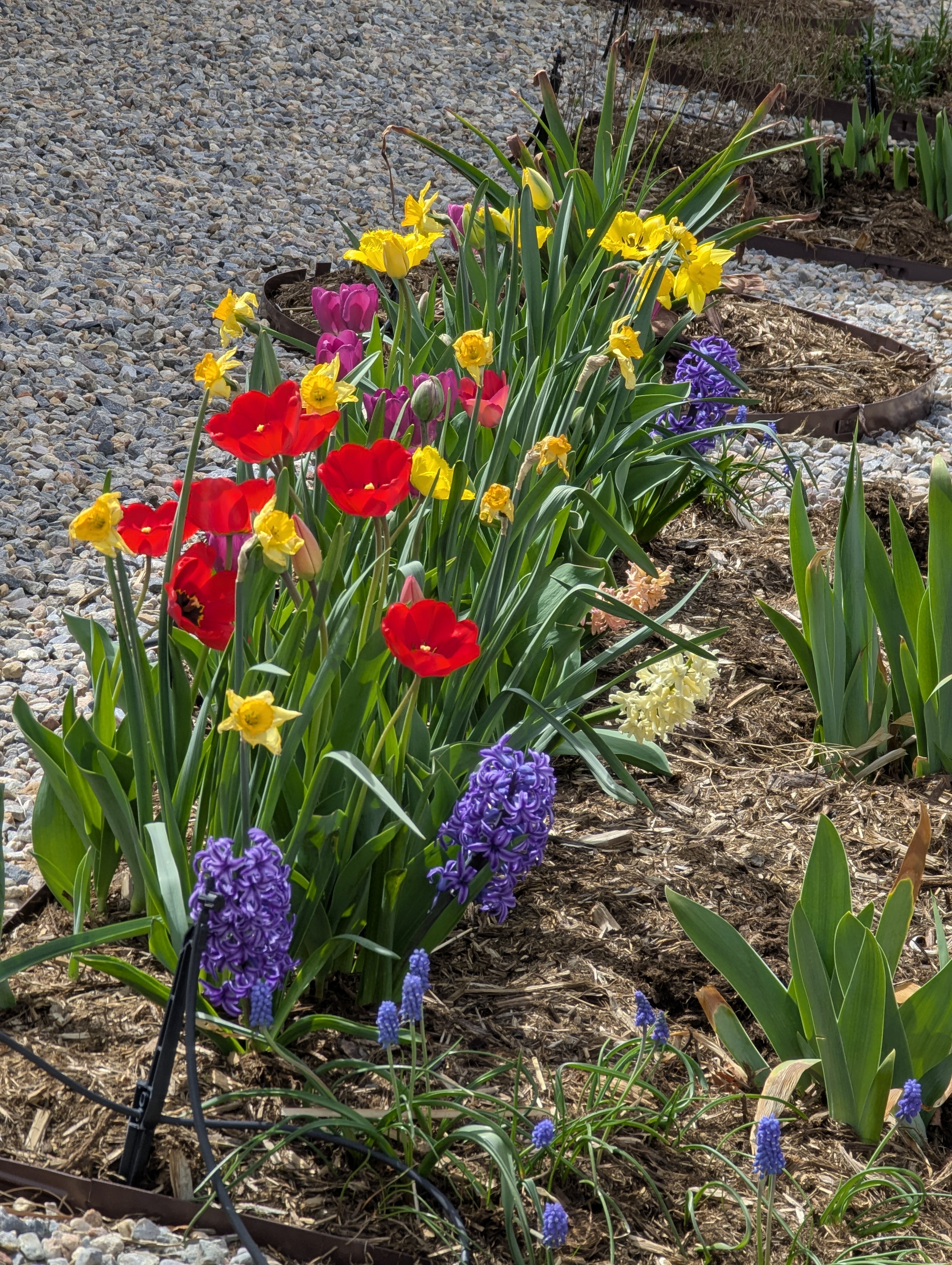 Garden, Flowers, Morrison, Colorado